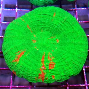 Scolymia Australis Bleeding Apple