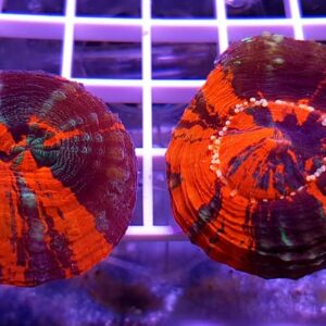 Scolymia Australis Frag Ultra (Cairns) (Farmed)