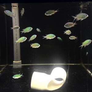 Chromis Viridis (Damisela) 5+1