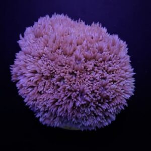 Goniopora Blue-Purple