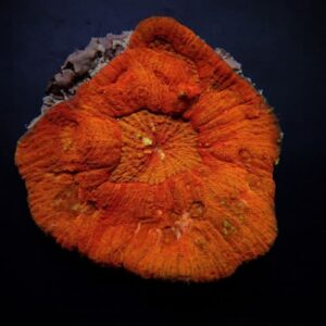 Lobophyllia Red