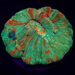 Lobophyllia rowleyensis (Bleeding Apple) (L)