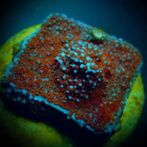 Montipora Superman (Frag)