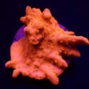 Montipora setosa (Frag)
