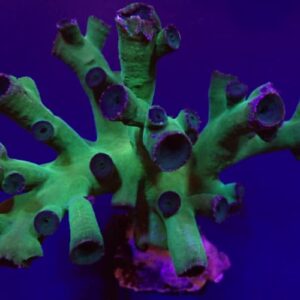 Tubastrea micrantha