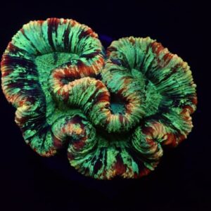 Trachyphyllia Rainbow