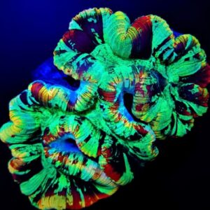 Trachyphyllia Rainbow Premium