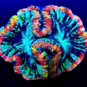 Trachyphyllia Rainbow Ultra
