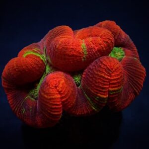 Trachyphyllia Red Ultra