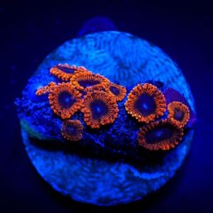 Zoanthus Lunar Eclipse (Frag)