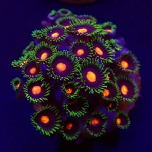 Zoanthus Blow Pop (Frag)