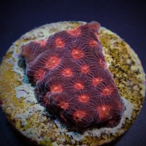 Favia red (Frag)