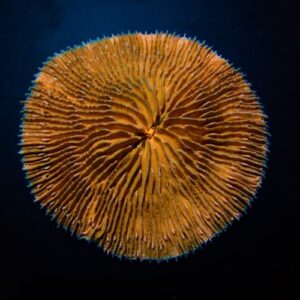 Fungia Orange