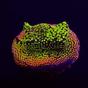 Montipora Fruity (Frag)