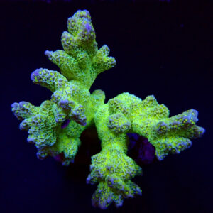 Montipora Malampaya