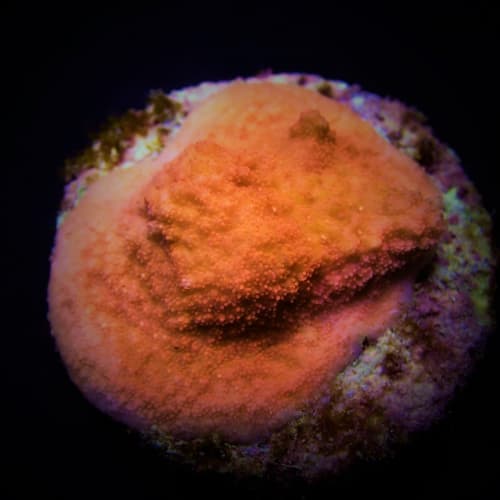 Montipora Incrustante (Frag) (Varios colores) - Imagen 5
