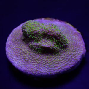 Montipora Incrustante (Frag) (Varios colores)