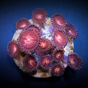 Zoanthus Alien Explosion (Frag)