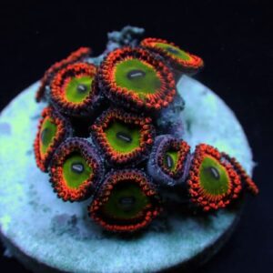 Zoanthus Bowser (Frag)