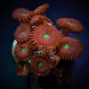 Zoanthus Magician (Frag)