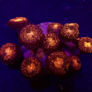 Zoanthus Pandora (Frag)