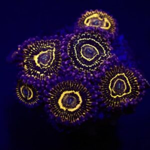 Zoanthus Stratosphere (polipos)