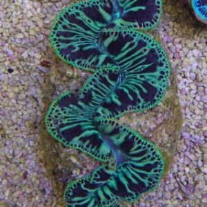 Tridacna Máxima (Green)