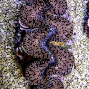 Tridacna Máxima (Tear Drop)