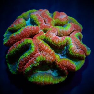 Lobophyllia Rainbow