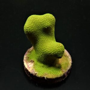 Porites Cylindrica Amarillo