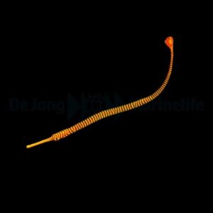 Dunckerocampus Pessuliferus