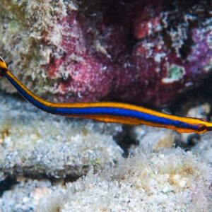 Doryrhamphus bicarinatus