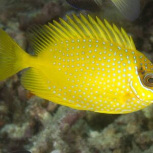 Siganus Corallinus