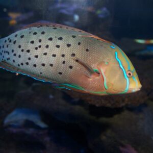 Coris Formosa Adulto (Formosa)