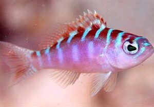 Serranus Tortugarum ( Chalk bass )