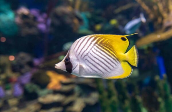 Chaetodon Auriga (Aleta Amarilla)